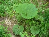 род Petasites