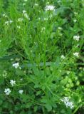 Cardamine flexuosa. Верхушка цветущего растения. Нидерланды, окрестности Гронингена, сырой широколиственный лес. Апрель 2007 г.