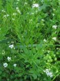 Cardamine flexuosa