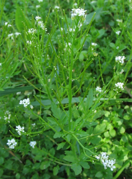 Image of Cardamine flexuosa specimen.