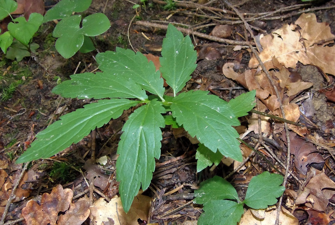 Image of Cardamine bulbifera specimen.