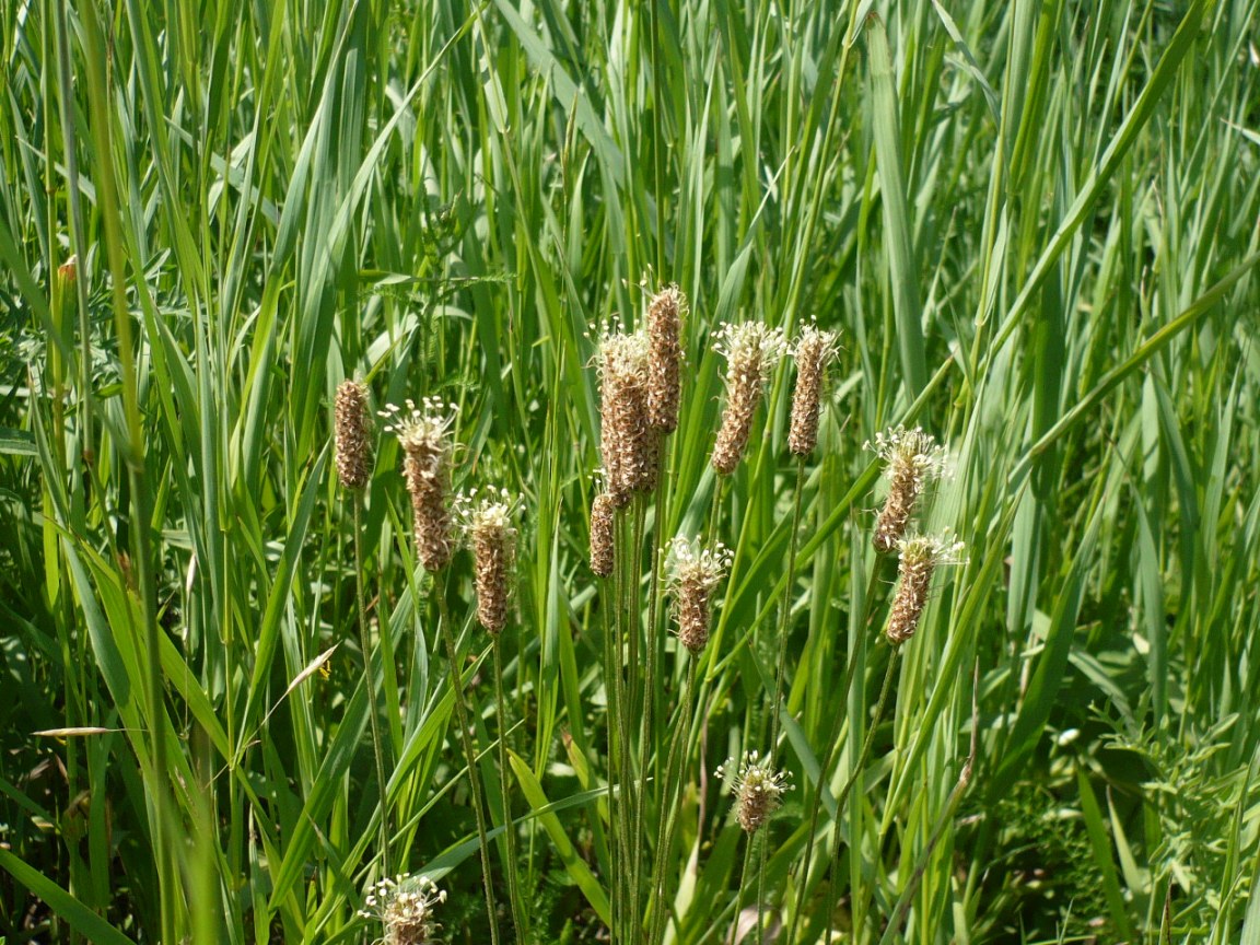 Image of Plantago lanceolata specimen.