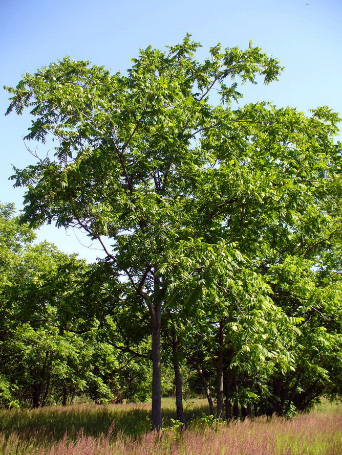 Image of Juglans mandshurica specimen.