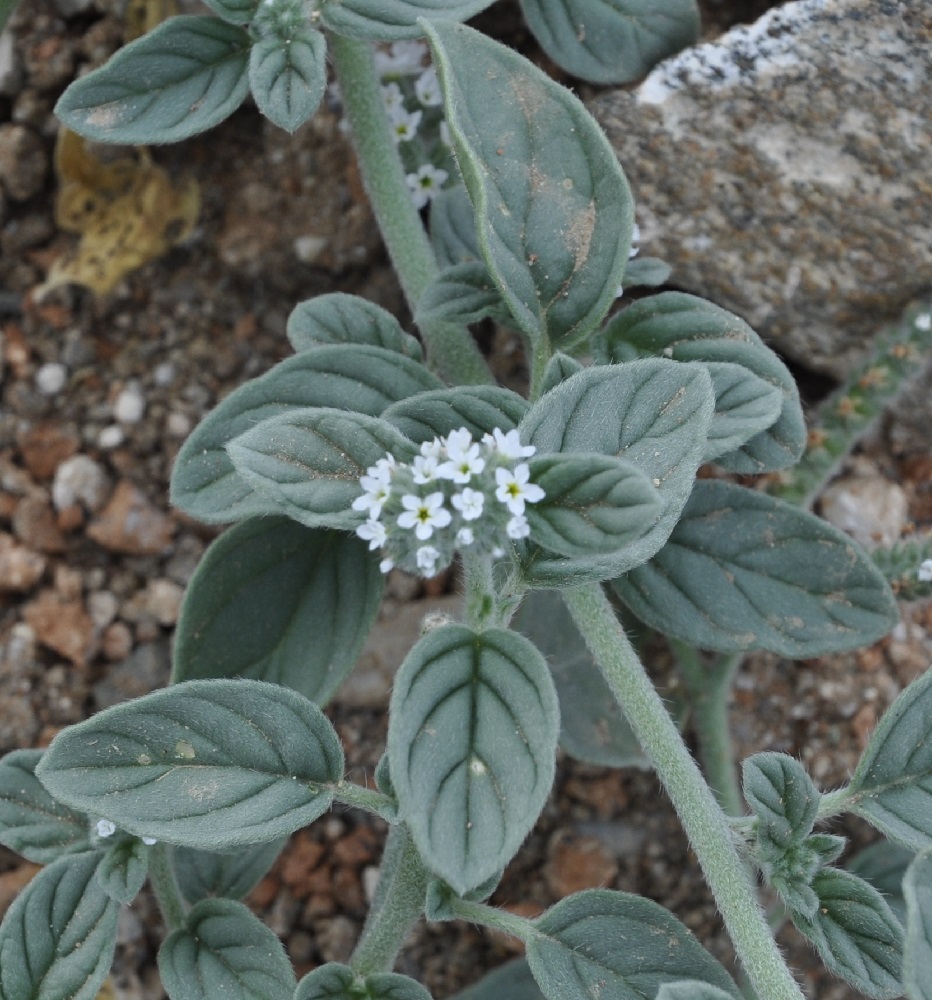 Image of Heliotropium suaveolens specimen.