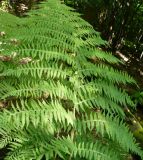 Athyrium filix-femina