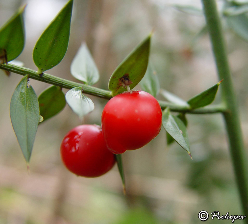 Изображение особи Ruscus aculeatus.