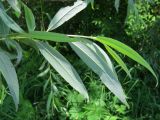 Salix alba