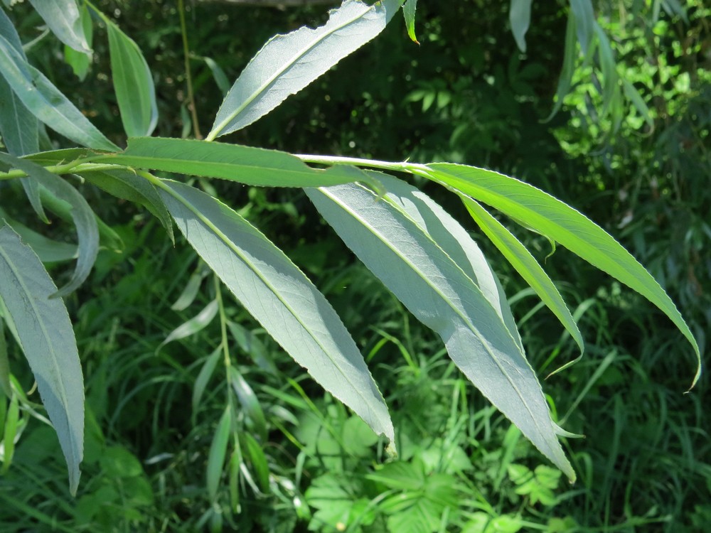 Изображение особи Salix alba.