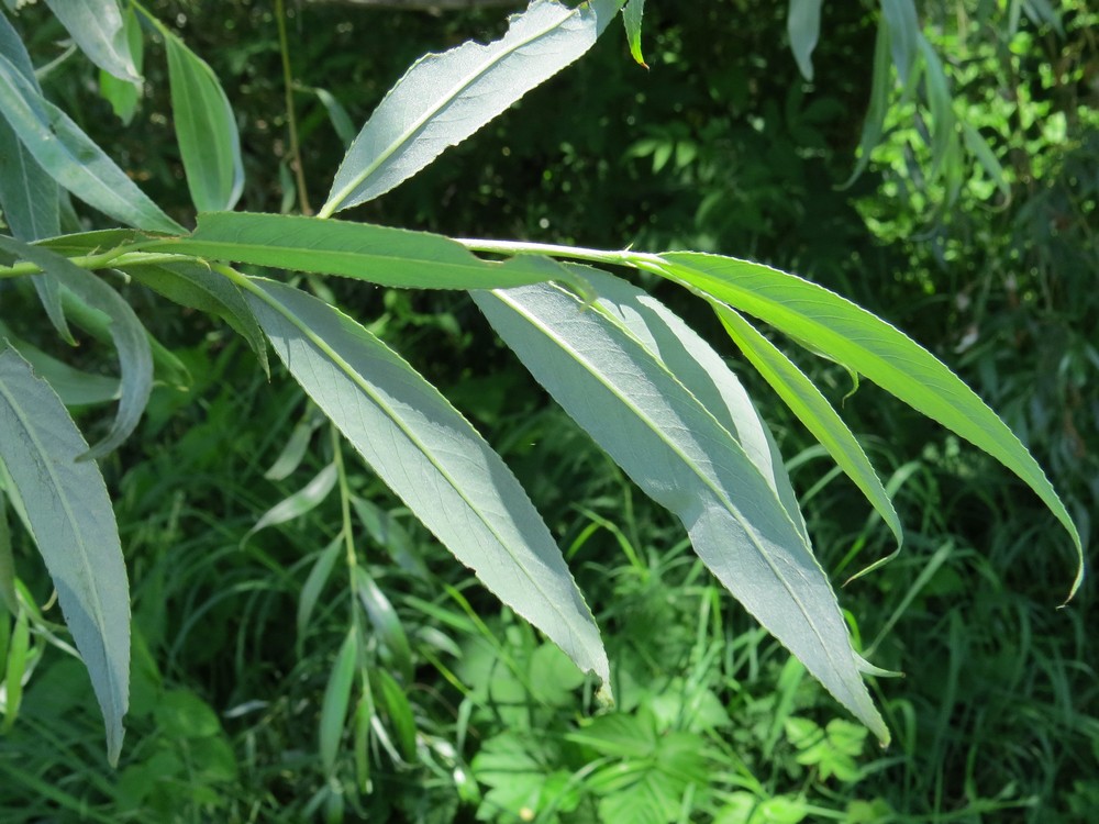 Image of Salix alba specimen.