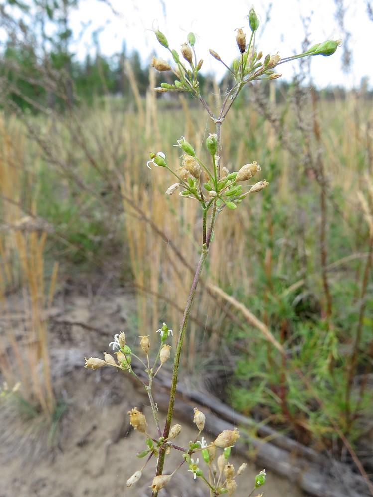 Изображение особи Silene borysthenica.