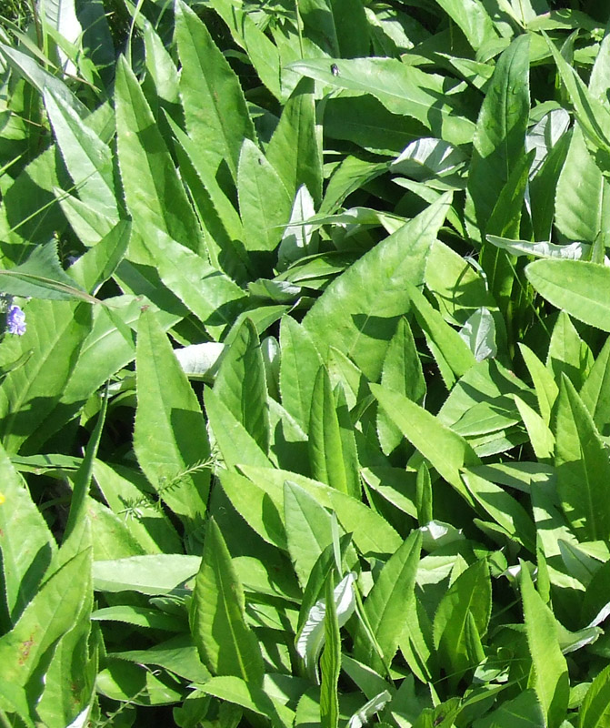 Изображение особи Cirsium heterophyllum.