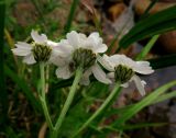 Achillea ledebourii. Соцветия с охотящимся пауком. Красноярский край, Каратузский р-н, урочище Сибирячка, берег р.Тайгиш, низкая пойма. 28.07.2014.