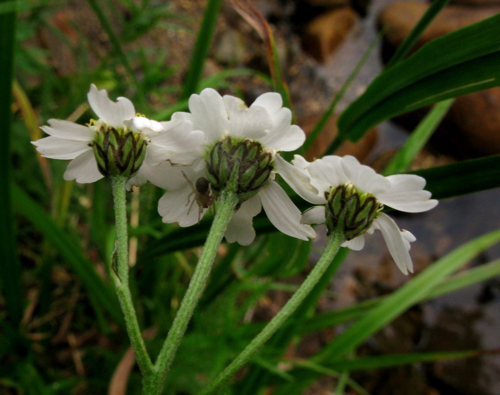 Image of Achillea ledebourii specimen.