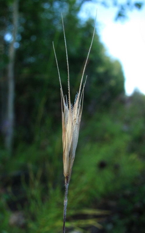 Изображение особи семейство Poaceae.