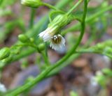 Conyza canadensis