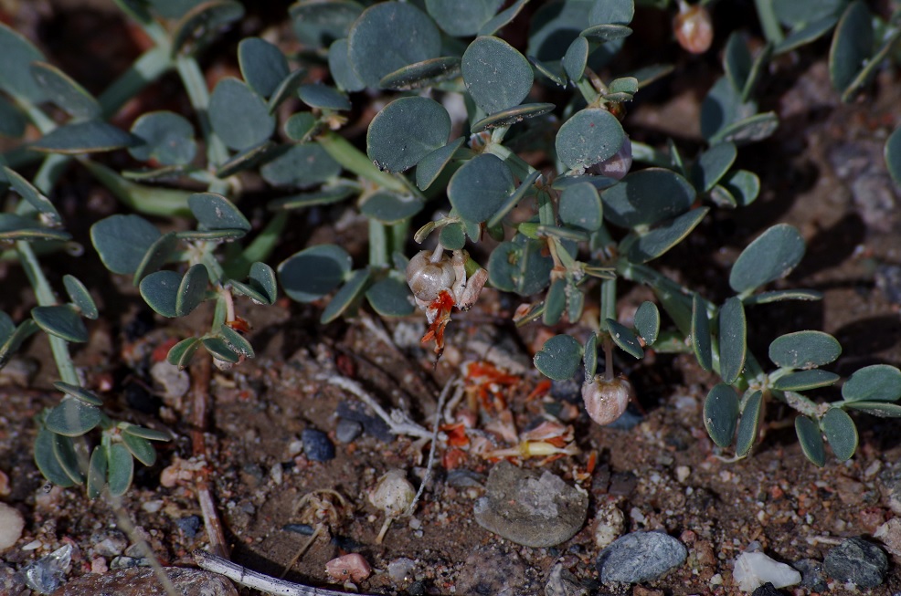 Image of Zygophyllum rosovii specimen.
