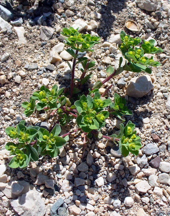 Изображение особи род Euphorbia.