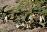 Campanula alliariifolia