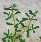 Sesuvium portulacastrum. Верхушка веточки с бутонами. Израиль, впадина Мёртвого моря, пос. Эйн Бокек, в культуре. 11.05.2014.