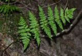 Dryopteris carthusiana