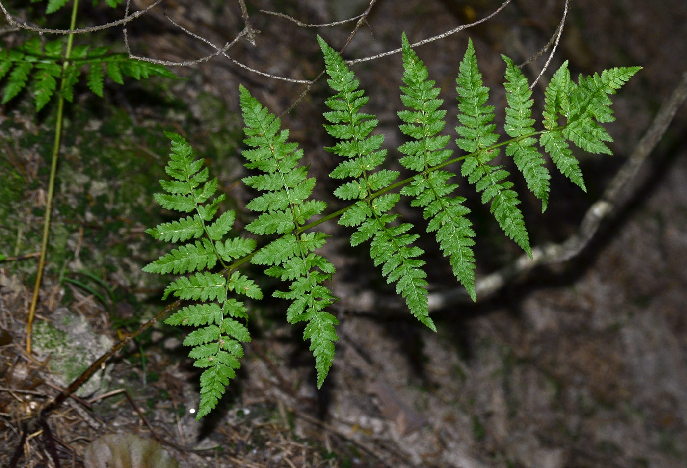 Изображение особи Dryopteris carthusiana.