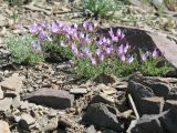 Astragalus pachyrrhizus