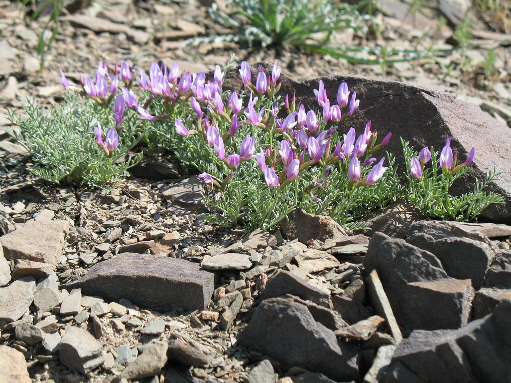 Image of Astragalus pachyrrhizus specimen.