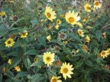 Helianthus decapetalus