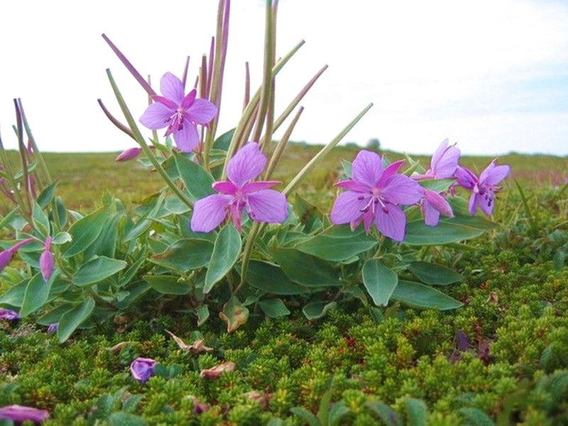 Изображение особи Chamaenerion latifolium.