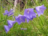 Campanula persicifolia