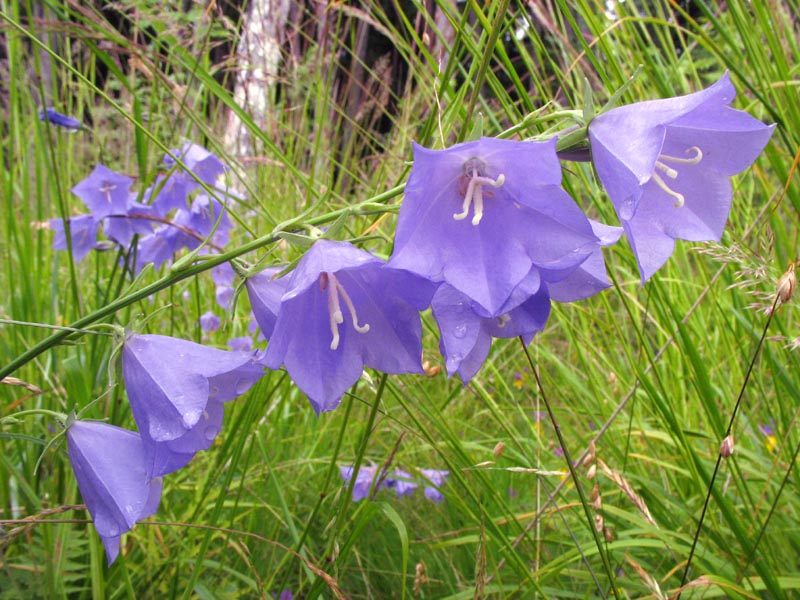 Image of Campanula persicifolia specimen.