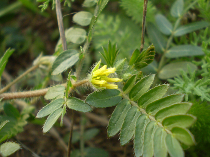 Изображение особи Tribulus terrestris.