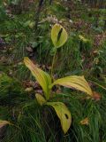 Cypripedium calceolus