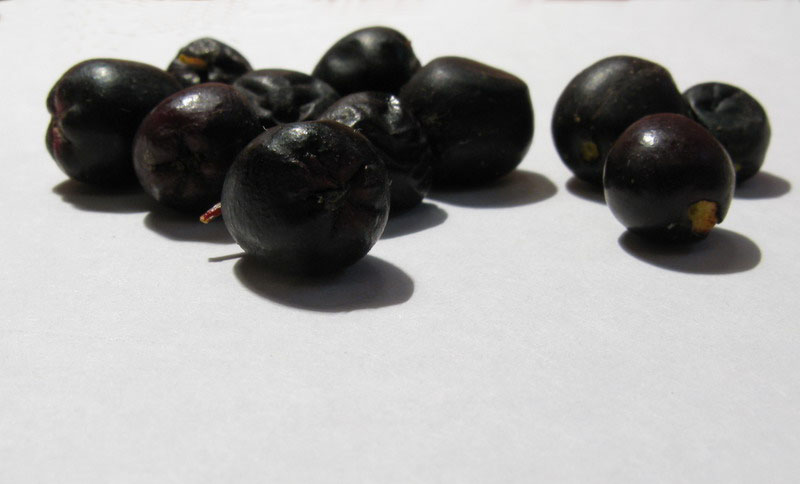 Image of Cotoneaster lucidus specimen.