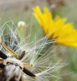 Picris hieracioides