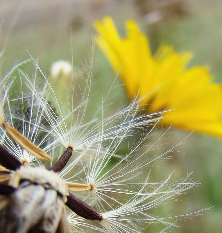 Image of Picris hieracioides specimen.