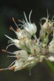 Allium dshungaricum