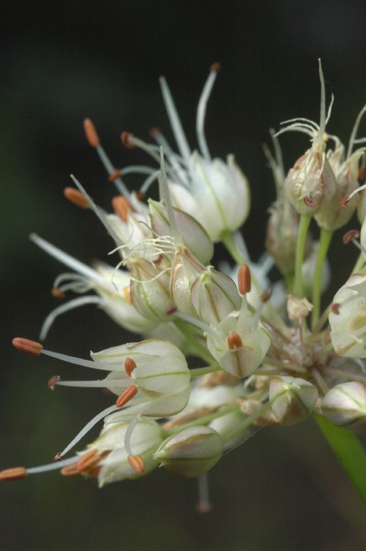 Изображение особи Allium dshungaricum.