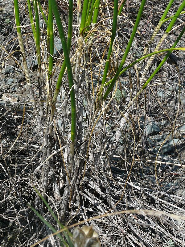 Изображение особи Allium montanostepposum.