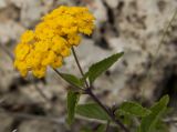 Lantana camara