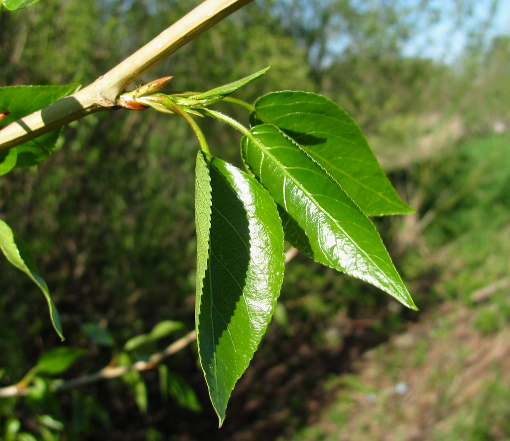 Image of Populus laurifolia specimen.