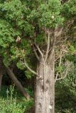 Cupressus sempervirens. Нижняя часть ствола и кроны с шишкой. Черногория, муниципалитет Будва, окр. пос. Каменово, окраина заброшенного парка, набережная. 06.10.2014.