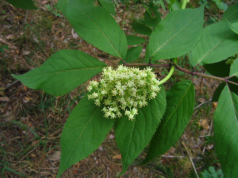 Image of Sambucus sibirica specimen.