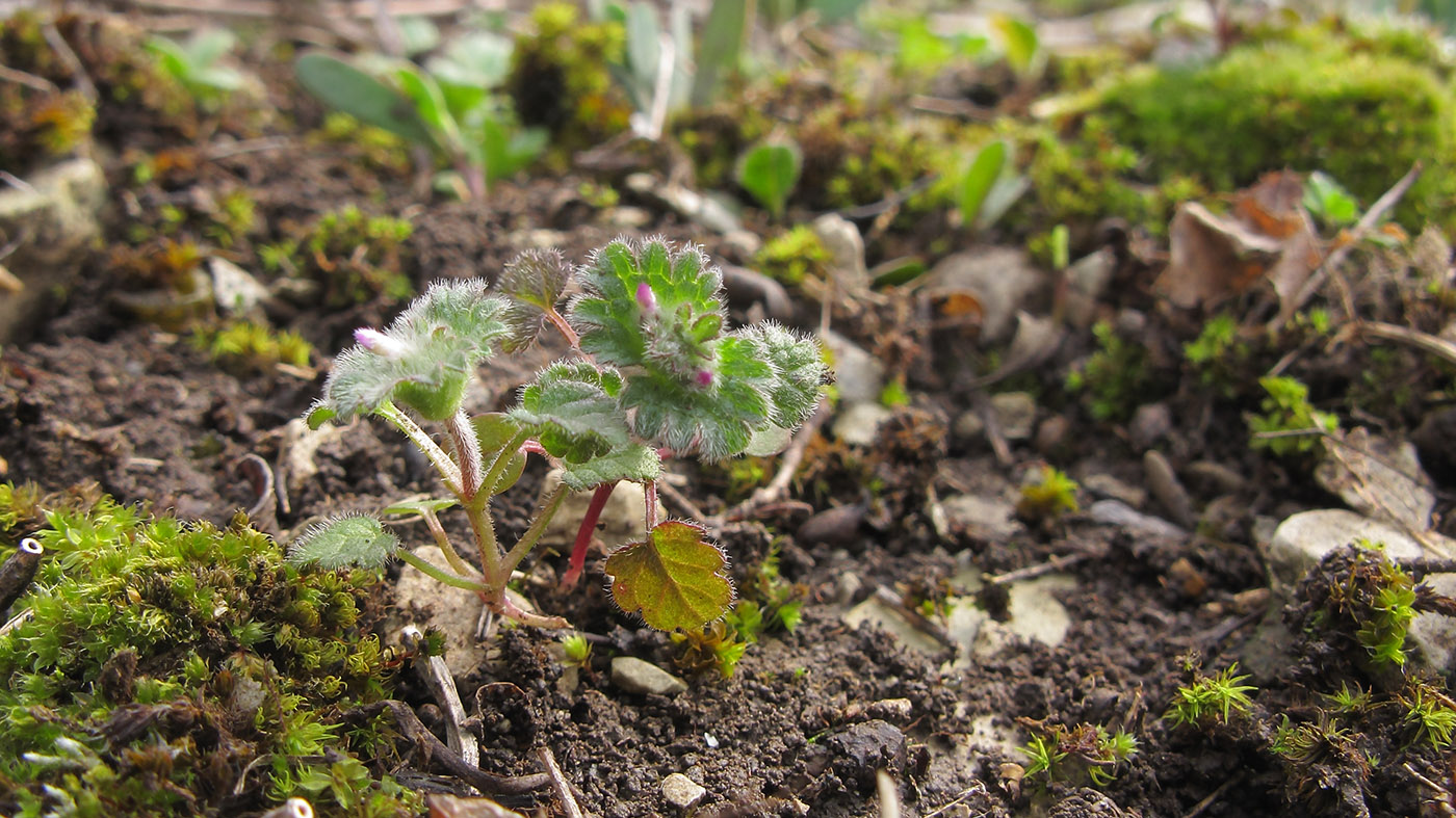 Image of Lamium amplexicaule specimen.