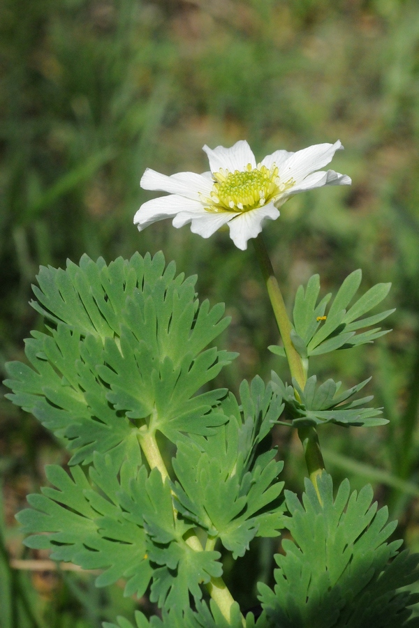 Изображение особи Callianthemum coriandrifolium.