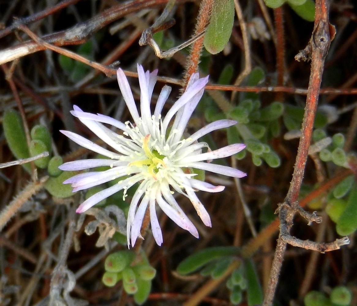 Image of genus Drosanthemum specimen.