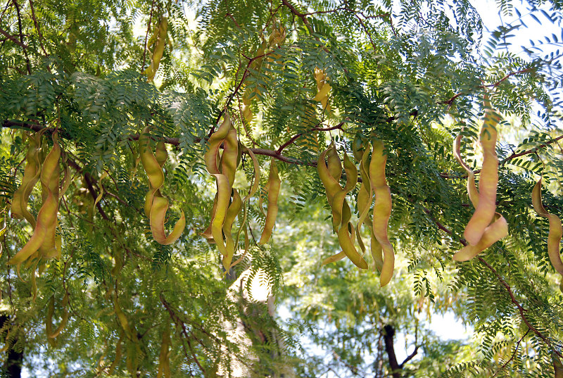 Image of Gleditsia triacanthos specimen.