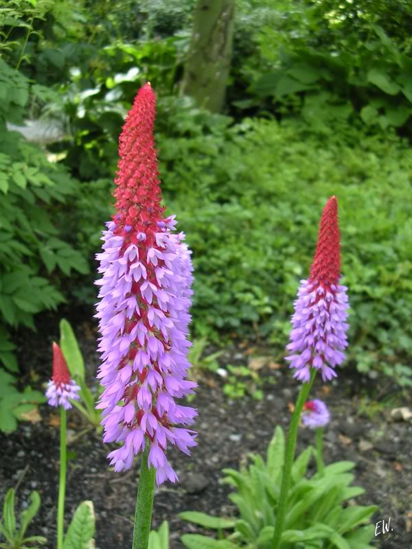 Image of Primula vialii specimen.