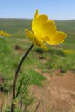 Ranunculus raddeanus. Верхушка цветущего растения. Адыгея, Кавказский биосферный заповедник, северо-восточный склон горы Оштен, выс. ≈ 2350 м н.у.м., альпийский луг. 18.07.2015.