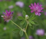 Trifolium resupinatum